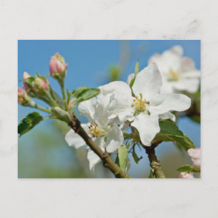 Apple Blossom Postcard