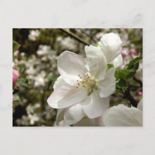 Apple Blossom Postcard