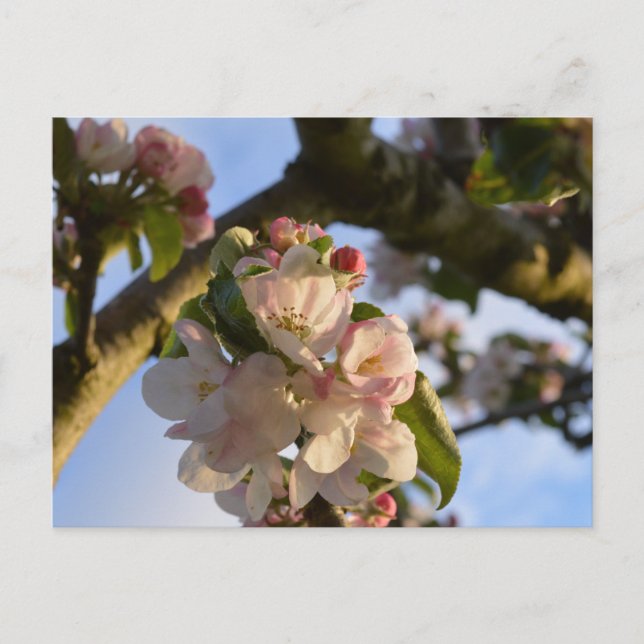 Apple Blossom Postcard (Front)