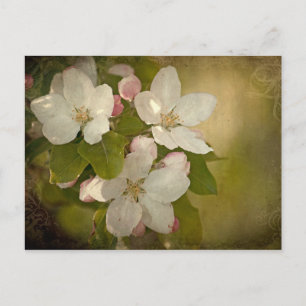 Apple Blossom Postcard