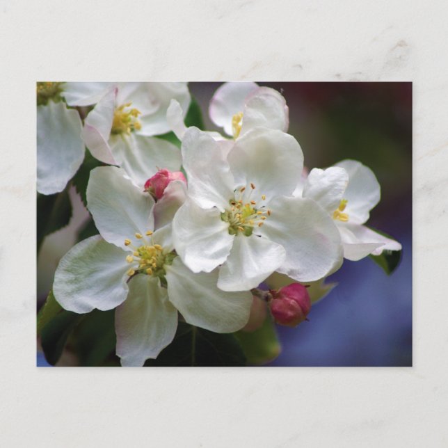 Apple Blossom Postcard (Front)