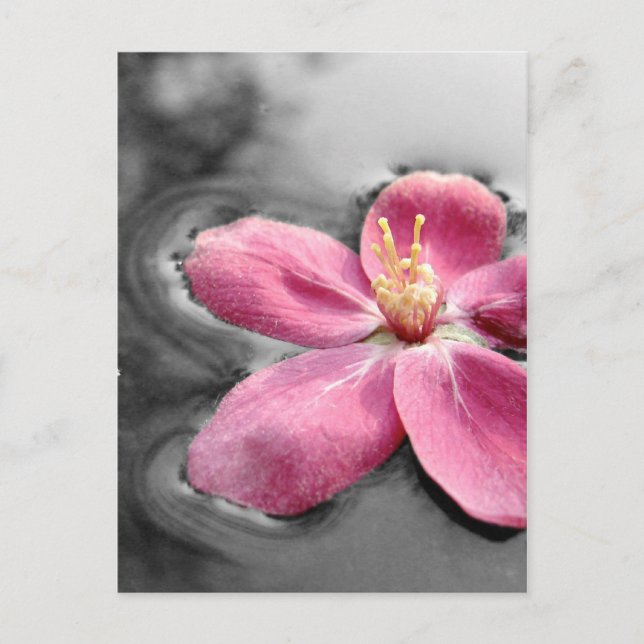 Apple Blossom Postcard (Front)