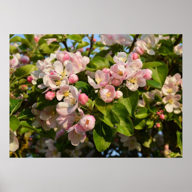 Apple blossom poster (Front)
