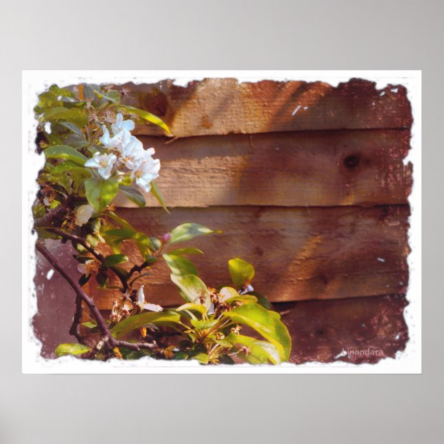 Apple Blossom Poster (Front)