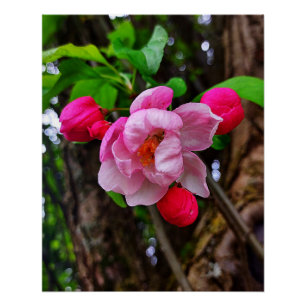 APPLE BLOSSOM POSTER