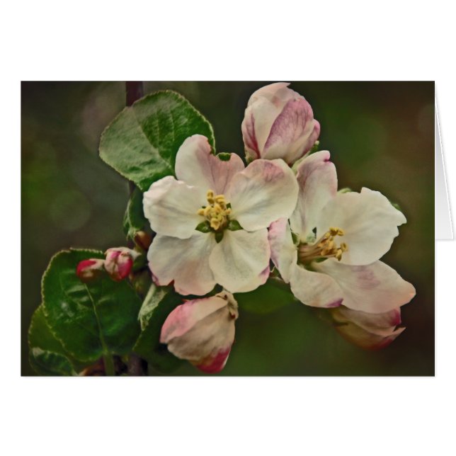 Apple Blossom Time (Front Horizontal)