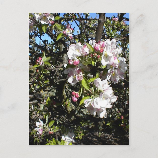 Apple Blossom Time Postcard (Front)