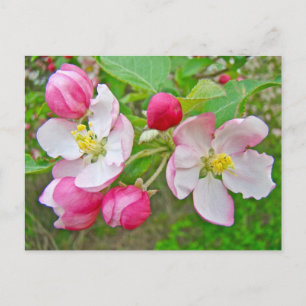 Apple Blossom Time Postcard