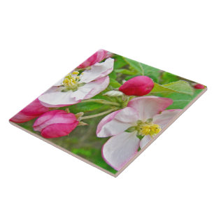 Apple Blossom Time Tile