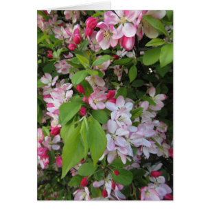 Apple Blossoms