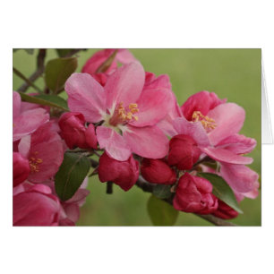 Apple Blossoms