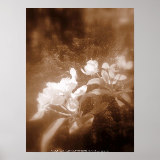 apple blossoms #2, sepia poster (Front)