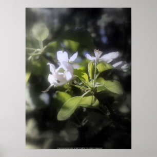 apple blossoms #6 poster