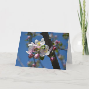 Apple blossoms - A blooming branch of apple tree  Card