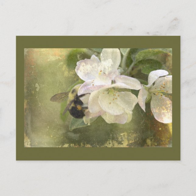 Apple Blossoms and Bumblebee Postcard (Front)