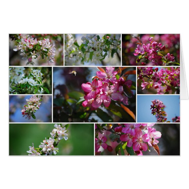 Apple Blossoms and Honey bees (Front Horizontal)
