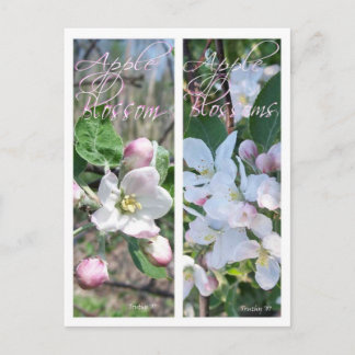 APPLE BLOSSOMS BOOKMARKS POSTCARD
