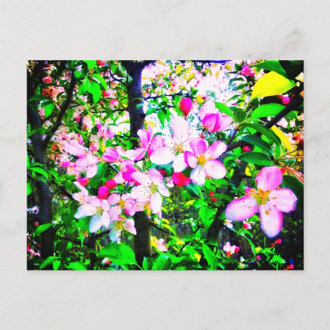 APPLE BLOSSOMS BRIGHT POSTCARD (Front)