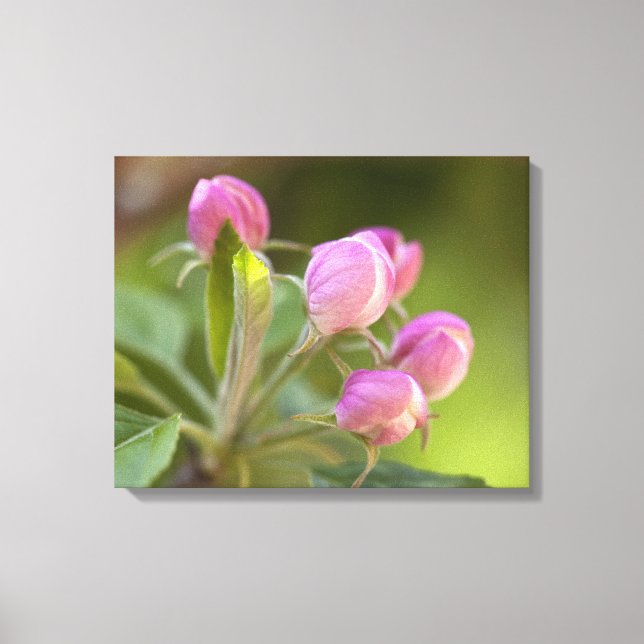 apple blossoms canvas print (Front)