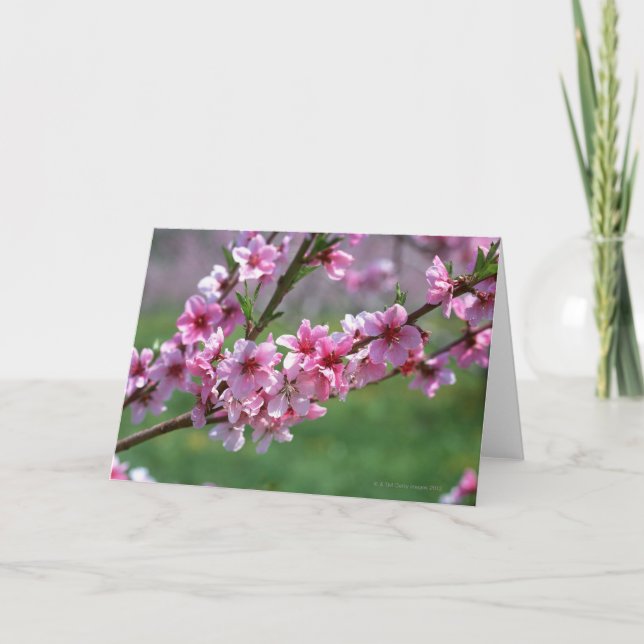 Apple Blossoms Card (Front)