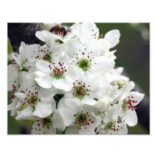 Apple Blossoms in Spring Photo Print
