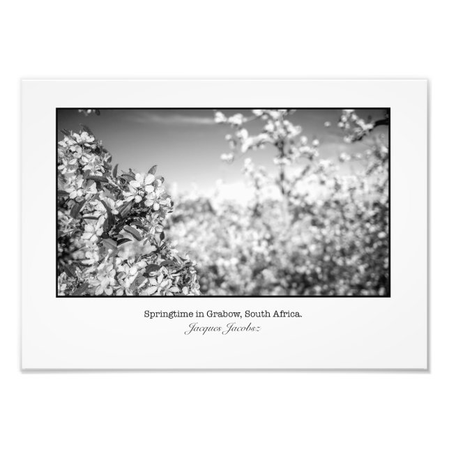 Apple Blossoms Photo Print (Front)