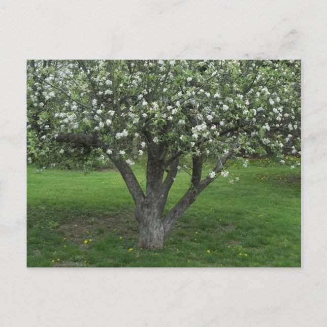 Apple Blossoms Postcard (Front)