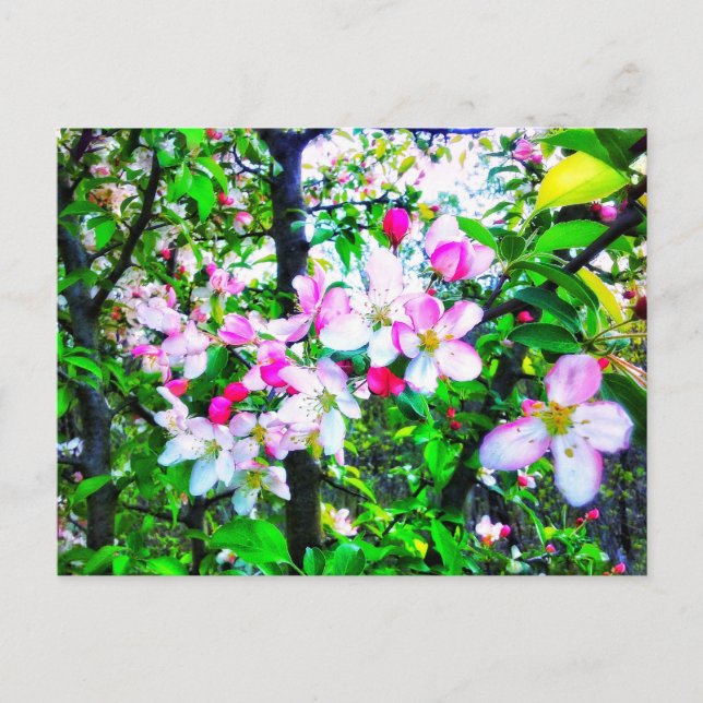 APPLE BLOSSOMS POSTCARD (Front)