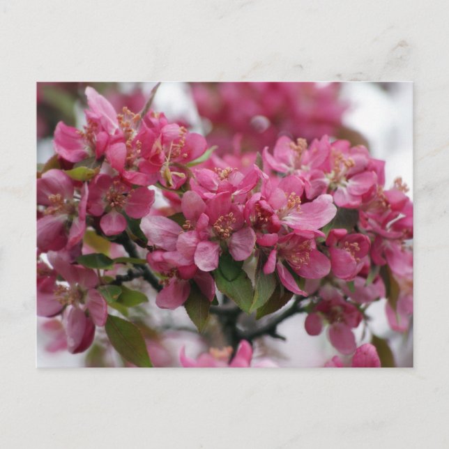 Apple Blossoms Postcard (Front)