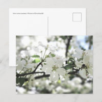 Apple Blossoms Spring Tree Nature Photography