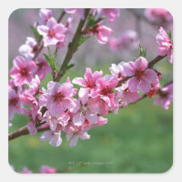 Apple Blossoms