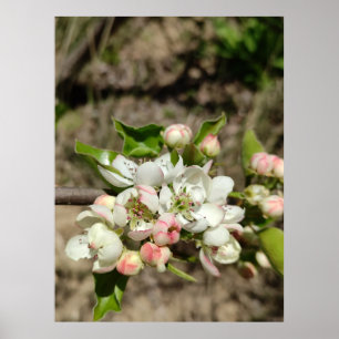 Apple buds flower poster