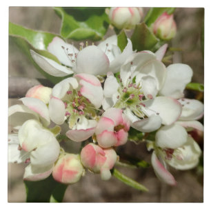 Apple buds flower tile