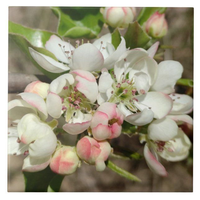 Apple buds flower tile (Front)