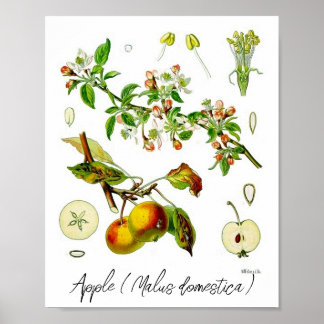 Apple Fruit Flower Vintage Botanical Illustration  Poster