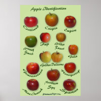 Apple Identification