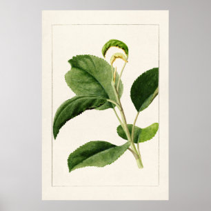 Apple Leaves (Malus Domestica) (1910) by James Mar Poster