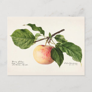 Apple (Malus Domestica) Fruit Watercolor Painting Postcard