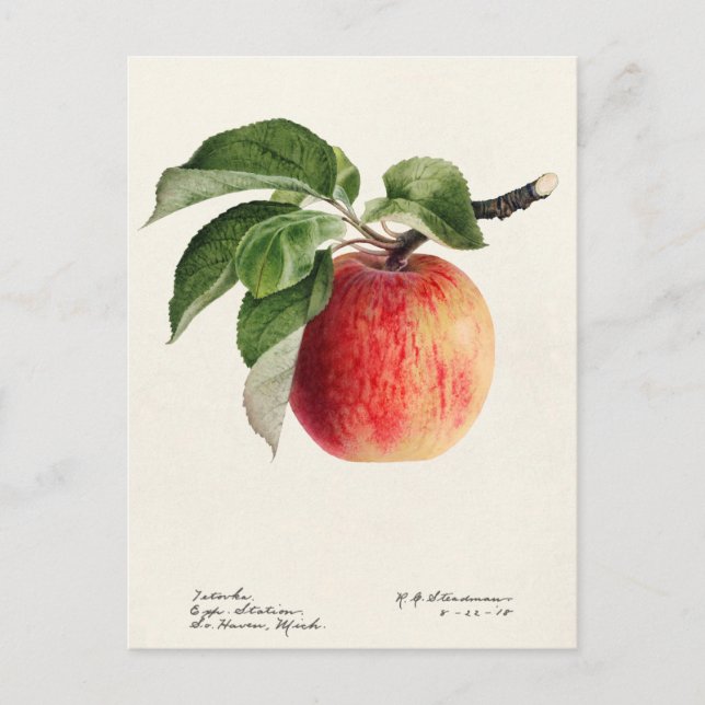 Apple (Malus Domestica) Fruit Watercolor Painting Postcard (Front)