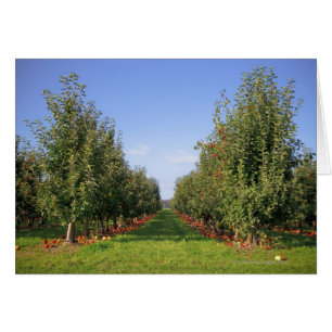 Apple Orchard