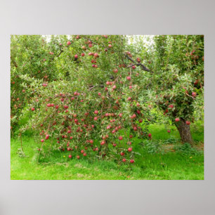 Apple Orchard Poster