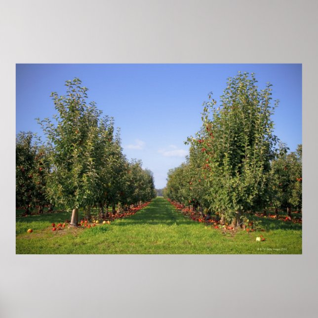 Apple Orchard Poster (Front)