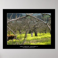 "Apple Orchard - Watsonville"