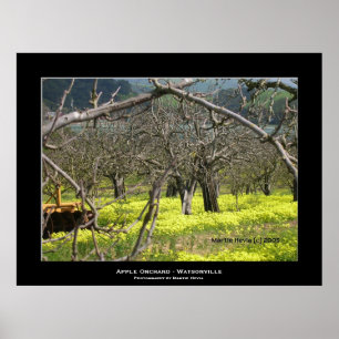 "Apple Orchard - Watsonville" Poster
