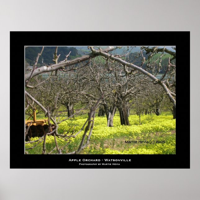 "Apple Orchard - Watsonville" Poster (Front)