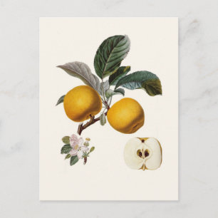 Apple Postcard