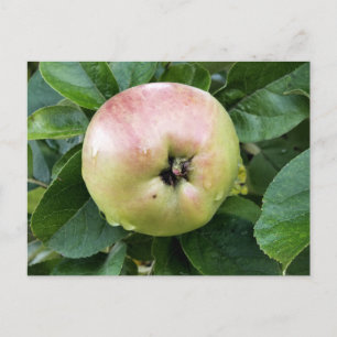 APPLE POSTCARD