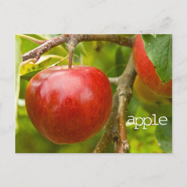 "apple" Scripture Postcard from Proverbs 7:2 (Front)