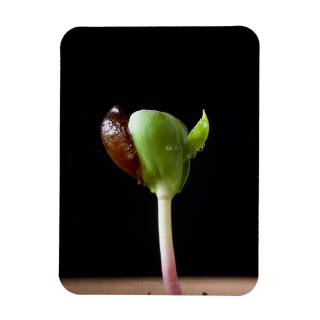 Apple seedlings with seed shell magnet (Vertical)