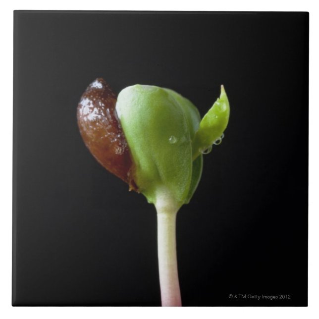 Apple seedlings with seed shell tile (Front)